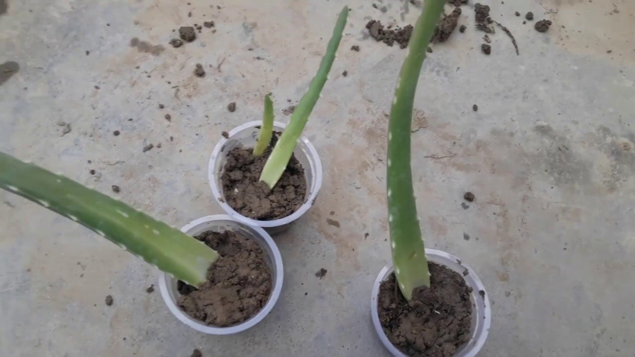 Grow Aloe vera from a single leaf How to grow big Aloe