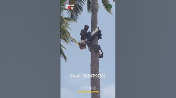 Amazing Coconut Tree Climbing Bike
