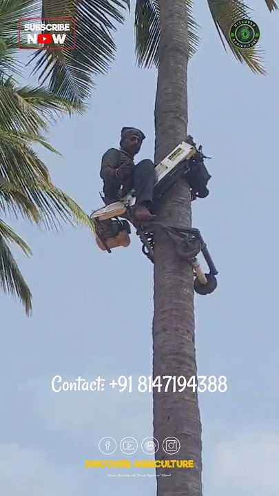 Amazing Coconut Tree Climbing Bike