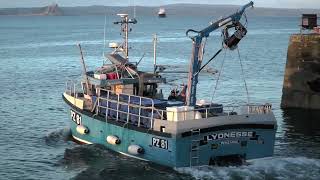 Promising start to the 2023 Cornish sardine season.