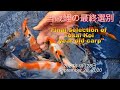 【錦鯉】当歳鯉の最終選別 2020年9月28日 Final selection of Tosai Koi "year-old carp" September 28, 2020