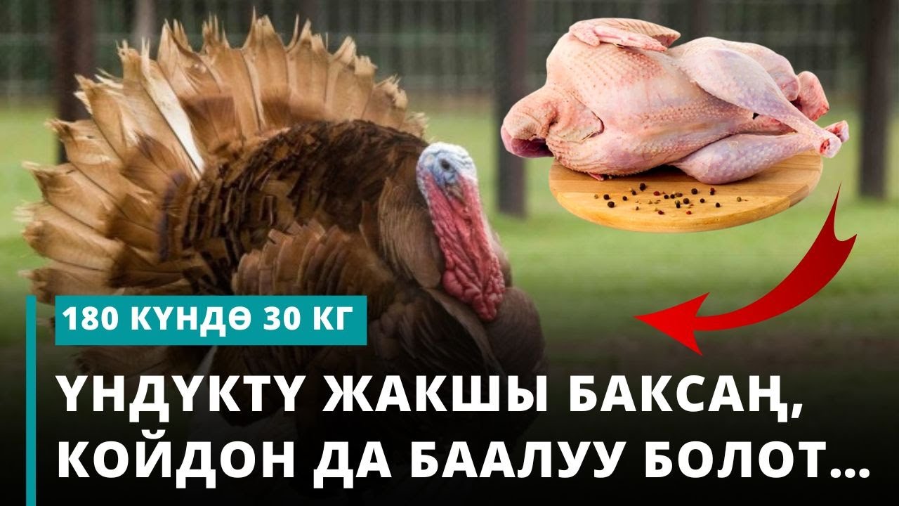 Үндүктү жакшы баксаң, койдон да баалуу болот… | 180 күндѳ 30 кг