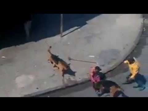 Karma! RAGE Idiot Throws Brick At Dogs And Gets Justice DOG ATTACK!