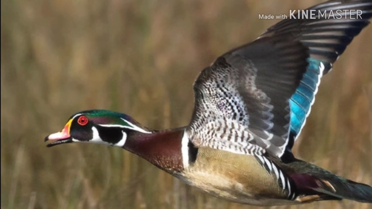 WMA Triple N Ranch Open Small Game Hunting 11/24/2018 YouTube