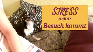  Hund rastet aus wenn Besuch kommt, tobt, macht Streß, beißt Besucher