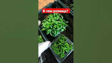 КАК ОТЛИЧИТЬ Рассаду горького и сладкого перца