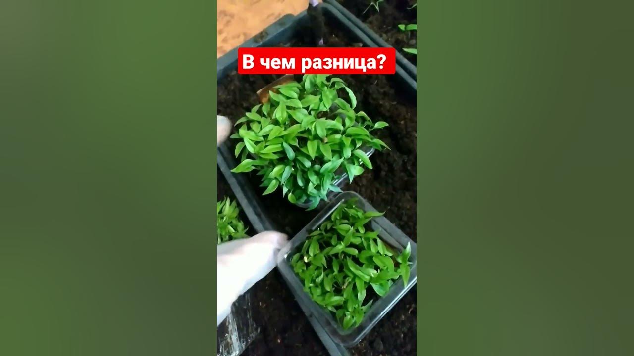 Как отличить горький перец. Рассада Горького перца фото. Как отличить рассаду Горького перца от сладкого. Как отличить рассаду Горького перца от сладкого по листьям. Как определить острый перец от сладкого в рассаде.