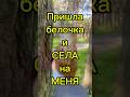 Пришла белочка и села мне на…