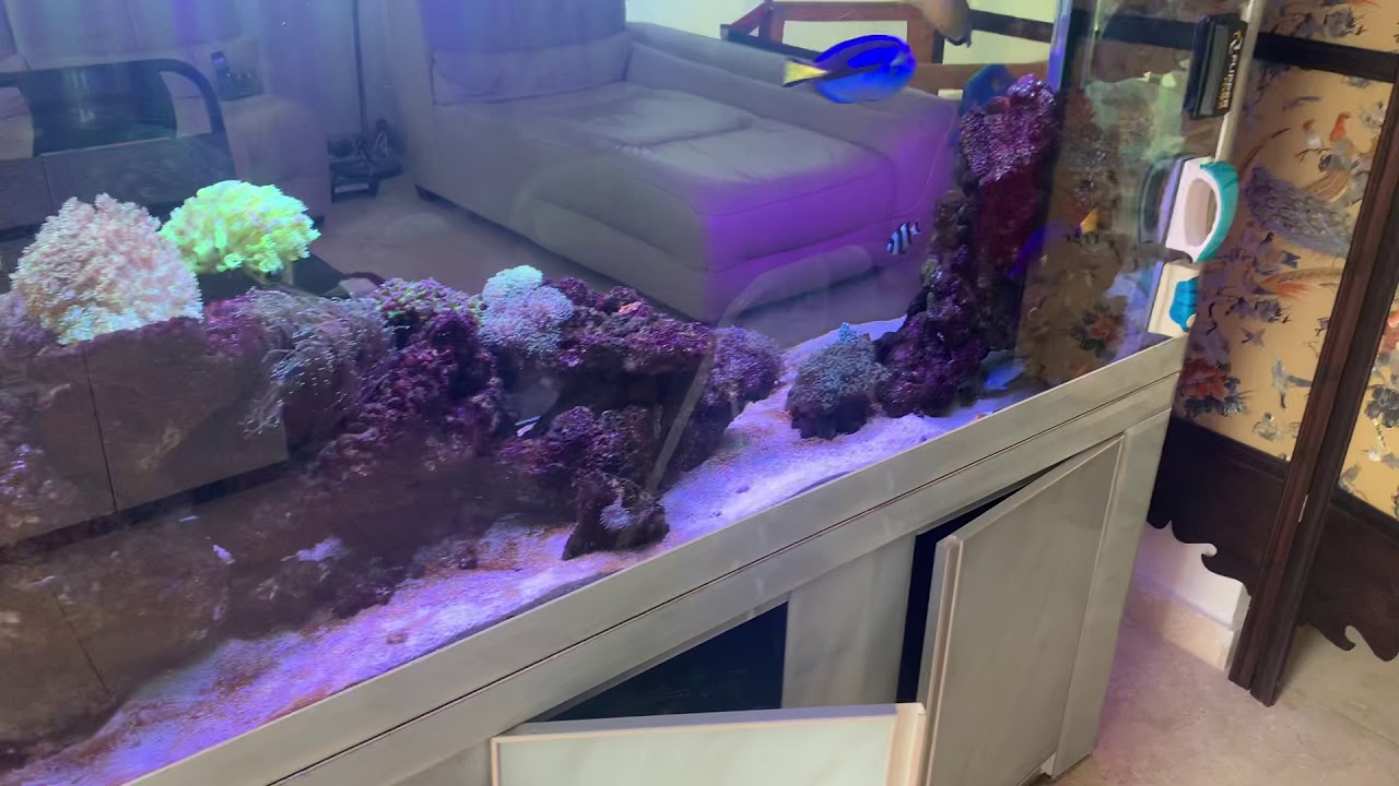 What if you get white spot in your reef tank? YouTube