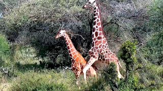 Giraffe's mating attempts. Explore.org 15 September 2020