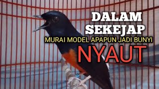 MURAI BATU GACOR Ampuh buat PANCINGAN MURAI biar Emosi jadi NYAUT BUNYI BONGKAR MATERI ISIAN 