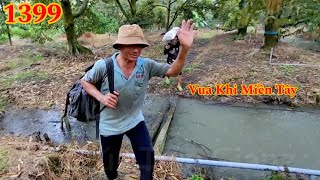 Full : Vua Khỉ quay lại lần hai mới cưa xong cây Trôm 70 năm tuổi ? Cutting tree