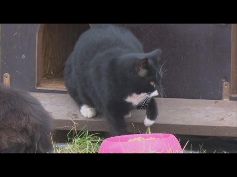 Video: Kāds ir Karaliskās biedrības mērķis?