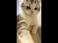Stop poking me #catty #cat #animalvideos #kitten #catvideos
