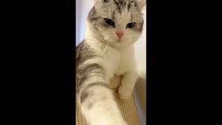 Stop poking me #catty #cat #animalvideos #kitten #catvideos