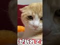 耳が折れているにしてもあまりにも折れすぎているねこ。#shorts