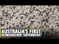 Australian Superbugs eat sewage, reduces need for chemicals in wastewater plants | Annamox Bugs