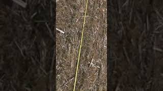 How to Perform Corn Stand Counts