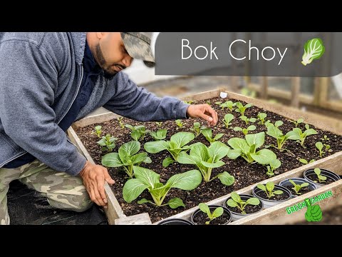 Video: Bok Choy-plant: Leer oor spasiëringsvereistes vir Bok Choy