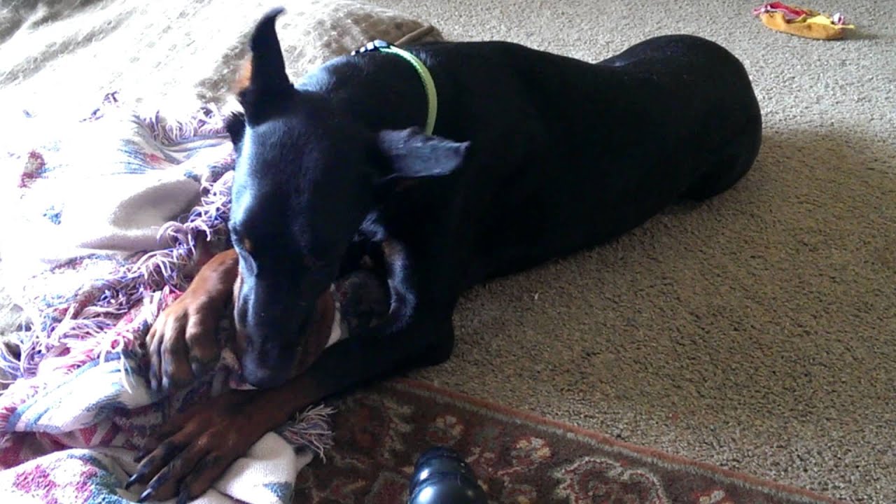Doberman nursing his blanket YouTube