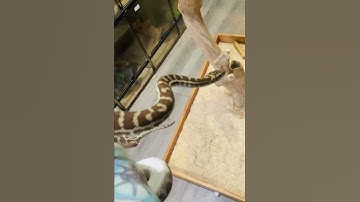 Wheatbelt Stimson python ( Adult)