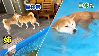 芝犬です。 泳ぎたい弟柴犬は姉柴犬に連れて行かれました爆 - YouTube