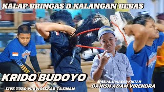 Download Lagu KALAP BRINGAS D KALANGAN BEBAS  KRIDO BUDOYO LIVE TUBO PURWOSEKAR TAJINAN  MP3