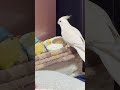 オカメインコの “ ルク ” が可愛かった。|2026.03.20|Shot on Apple iPhone 15 Pro MAX|#shorts