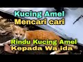 Kucing Alm Amelia Mencari cari ...Tapi Gak ketemu, Sedih Aku Bayanginnya