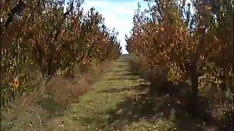 Soil EC en Frutales con Dualem