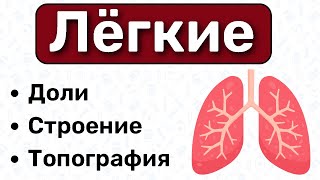 Анатомия лёгких: строение легких, топография легких, доли легких