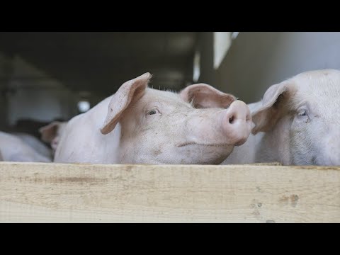Die Spezialität aus der Oberpfalz - Das Oberpfälzer Landschwein