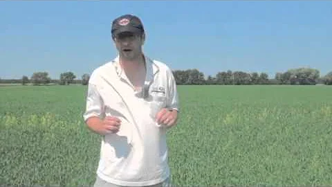 Wheat School: Wheat Midge - Susceptibility, Econom...