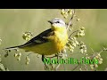 Остров Татышев / Жёлтая трясогузка и др. / Motacilla flava