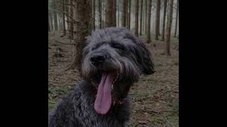 Shepadoodle/German Shepherd Poodle Mix