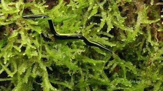 Flatworm from Ecuador