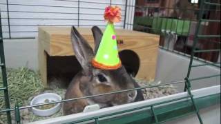 Happy Birthday From A Bunny And A Cat