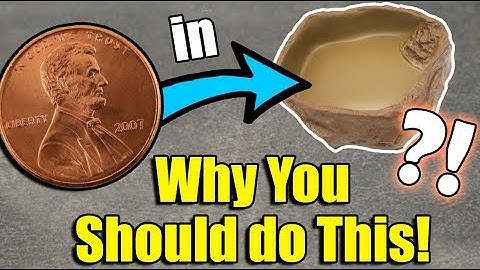 3 Cleaning Hacks for Reptile Owners!