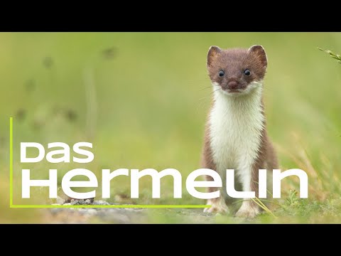 Video: Was bedeutet Hermelin?