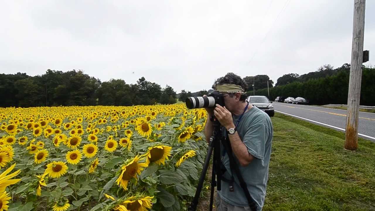 Sunflowers in Harford county, MD YouTube