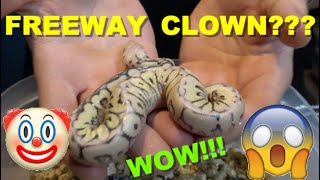 Celebrity WHAT IS THAT?! Freeway Clown? Ball Python Clutch Update! Profile
