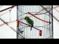 Ternyata Anteng Cucak Ijo Main Di Sangkar Lovebird Yahh Mp3 - Mp4 Download