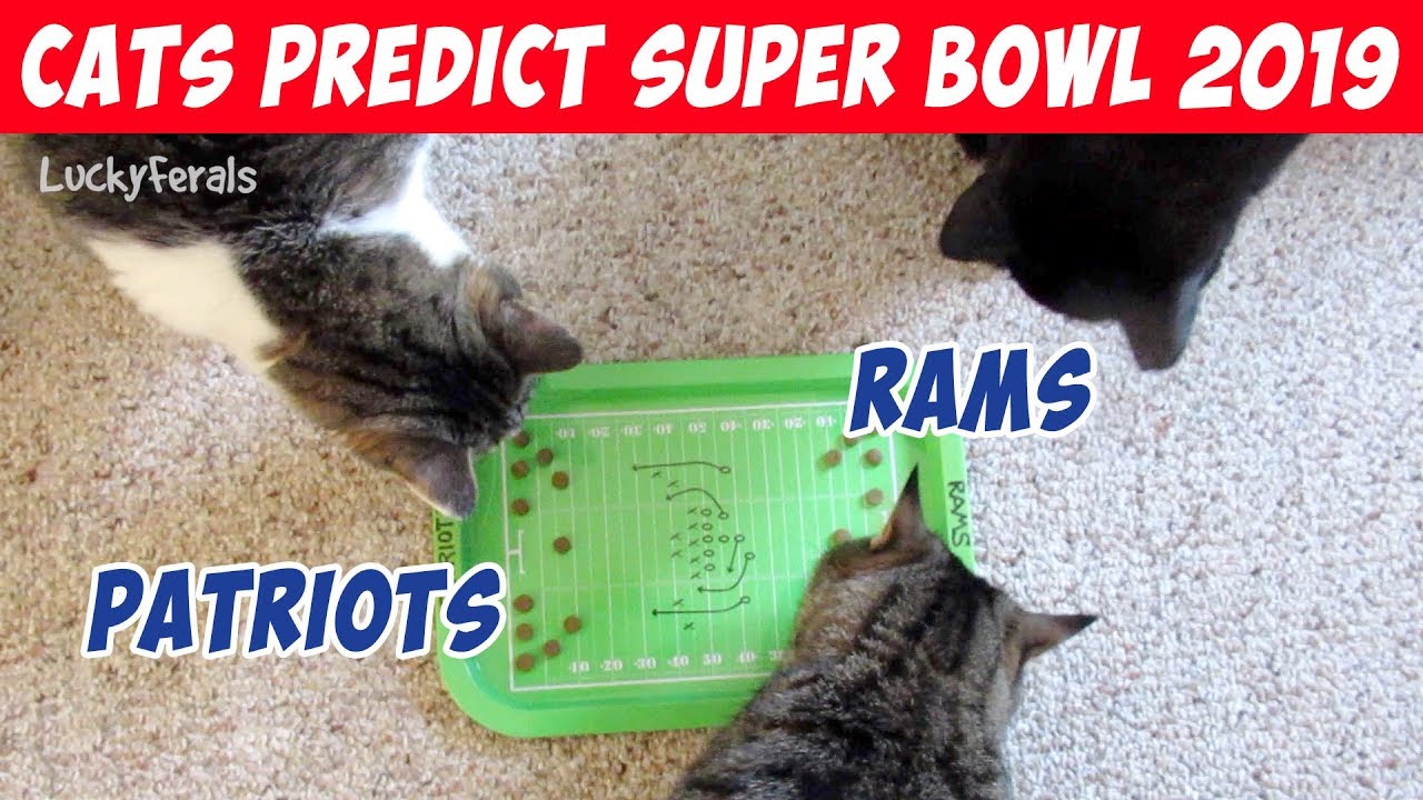 funny cats sleeping in weird positions compilation 2014 funnyplox Super Bowl Predictions 2019 - Cats Predict Super Bowl 53