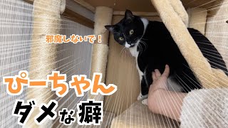 ぴーちゃんのダメな癖を紹介します