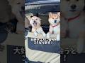 豆柴が大好きな人に会うとこうなります！ #Shorts #shortvideo