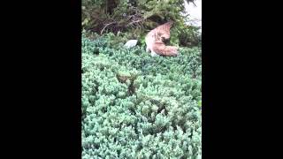 Red-tailed Hawk Catches a Duck