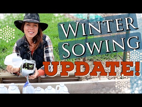 Video: Zone 6 Winter Crops - Cara Menanam Sayuran Musim Dingin Di Kebun Zona 6