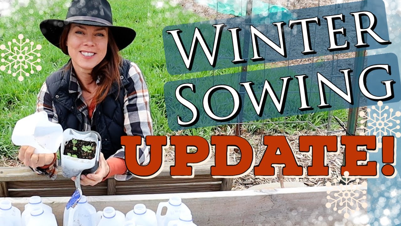 winter-sowing-seeds-in-zone-6-update-youtube