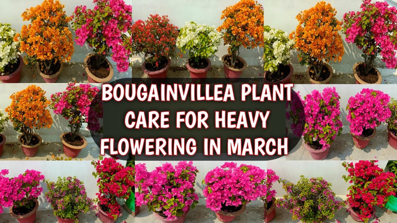BOUGAINVILLEA PLANT CARE FOR HEAVY FLOWERING IN MARCH 🌸🌸 | BOUGAINVILLEA HEAVY FLOWERING TIPS 🌸🌸