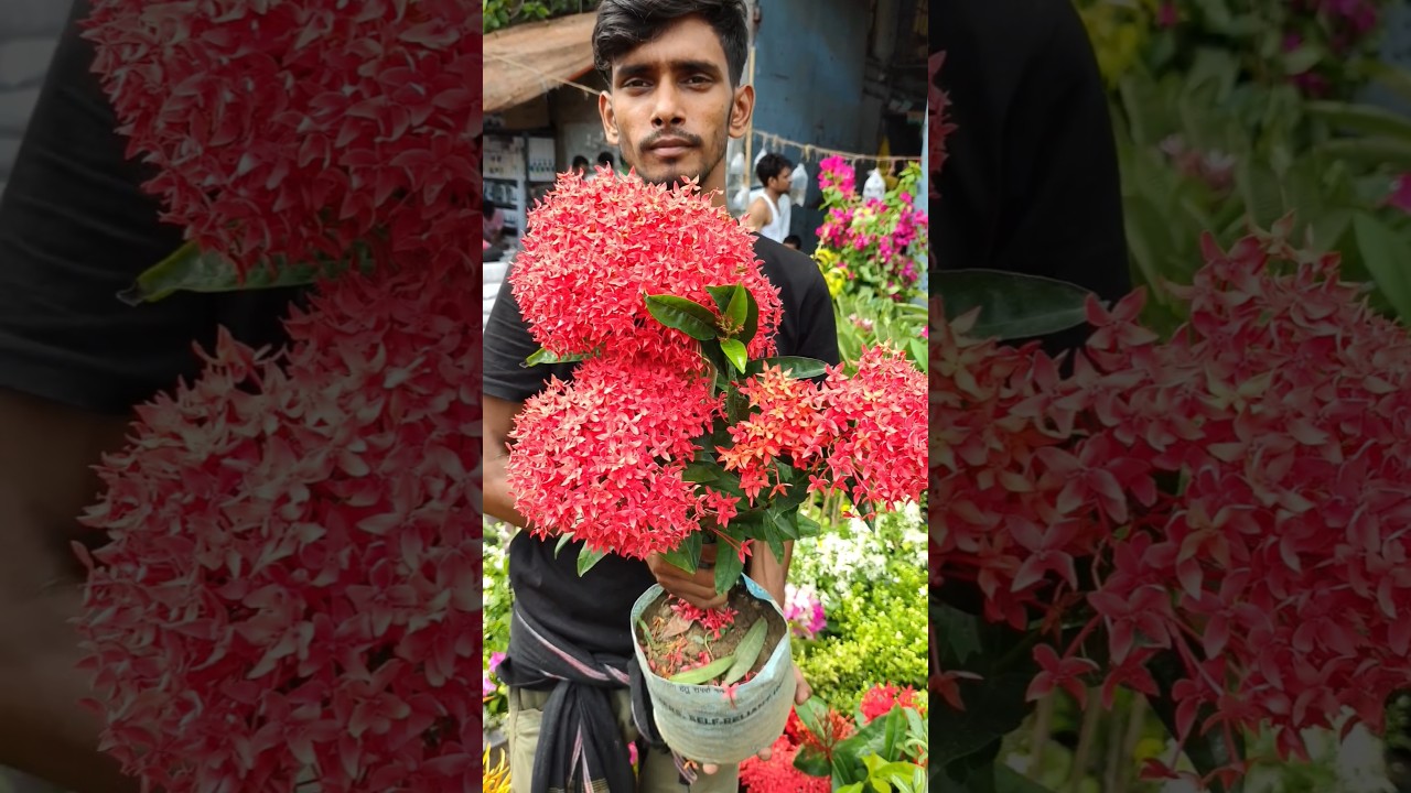 Mind blowing Ixora plant with Price 